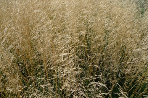 DESCHAMPSIA caespitosa Bronzeschleier.JPG