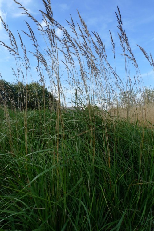 GRAMINEE calamagrostis Karl Foerster.JPG