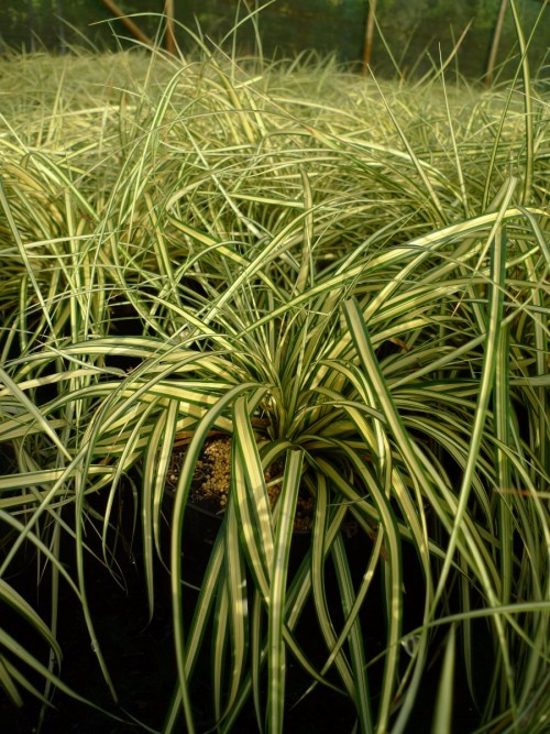 GRAMINEE carex oshimensis Evergold.JPG