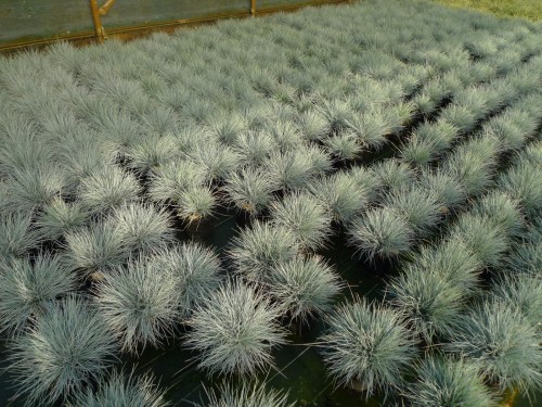 GRAMINEE festuca glauca Elijah blue.JPG