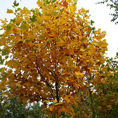 Arbres d'ornement, Pépinières Prunier, Rennes