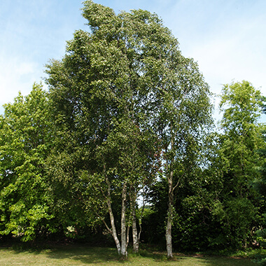 Arbres d'ornement, Pépinières Prunier, Dinan