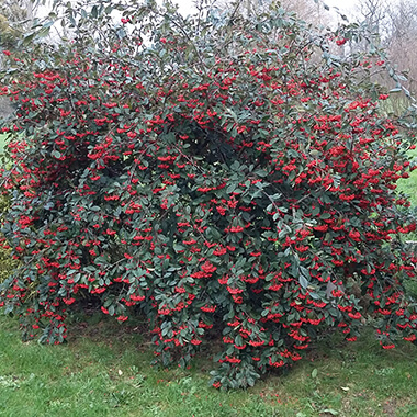 Arbuste, Pépinières Prunier, Rennes