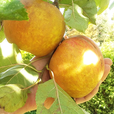 Arbres Fruitiers, Pommier, Pépinières Prunier, Dol de Bretagne