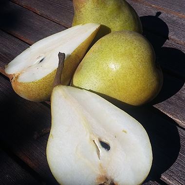 Arbres Fruitiers, Poirier, Pépinières Prunier, Saint-Malo