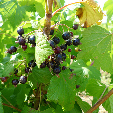 Petits fruits, Pépinières Prunier, Rennes