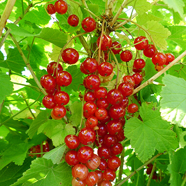 Petits fruits, Pépinières Prunier, Dinan