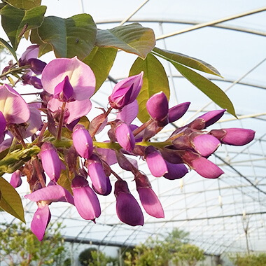 Plantes grimpantes, Pépinières Prunier, Rennes