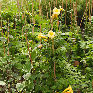 Plantes grimpantes, Pépinières Prunier