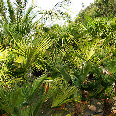 Plantes Méditerranéennes, Pépinières Prunier