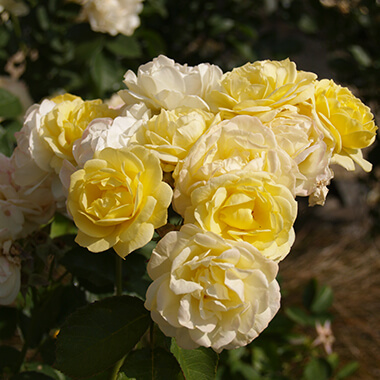 Rosiers, Pépinières Prunier