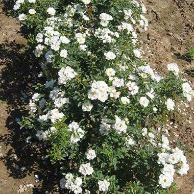 Rosiers, Pépinières Prunier