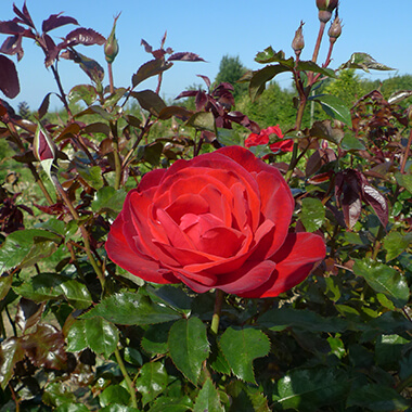 Rosiers, Pépinières Prunier